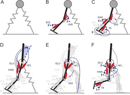 Human Reflex Model Structure