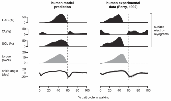 Model-Predicted vs Observed Motor Output at Ankle