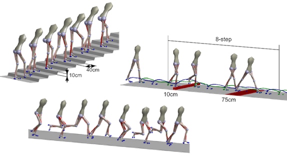 Human Reflex Model Structure