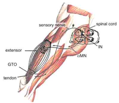 Local Reflex Arc