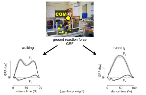 Fig 1. Center of mass dynamics in walking and running