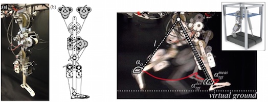 Powered Robotic Limb with Human-like Actuation Morphology