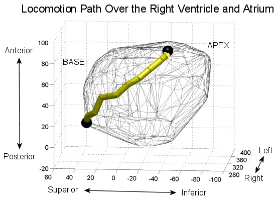 Locomotion Path