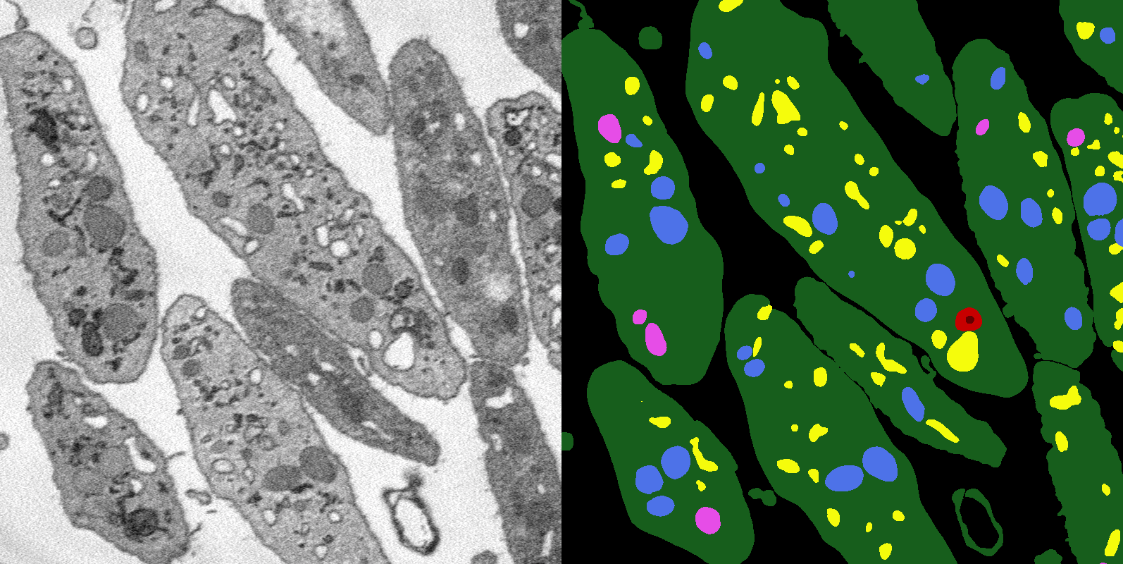 cell image and associated segmentation image