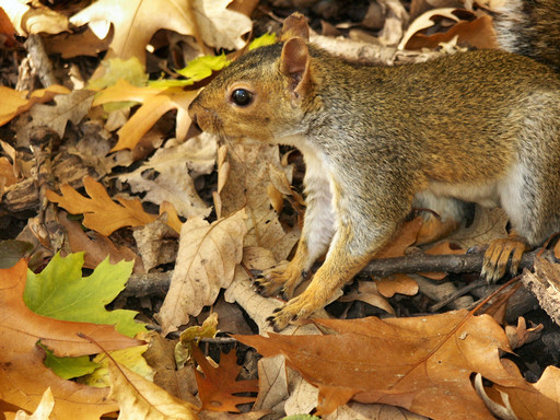 Squirrel on leaves