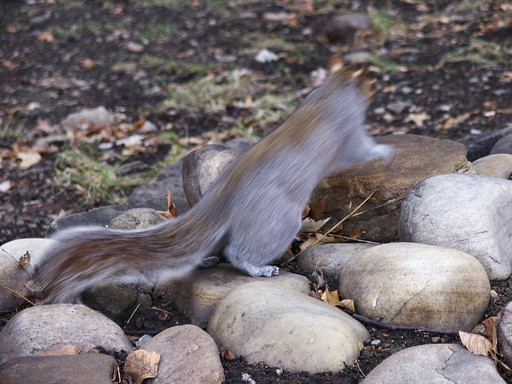 Squirrel in motion