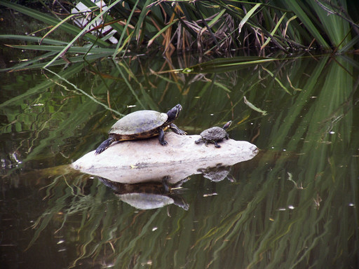 Synchronized turtles