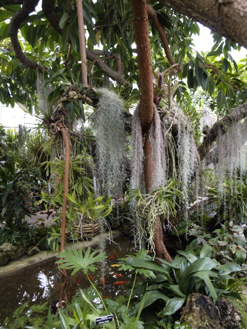 Dangling plants