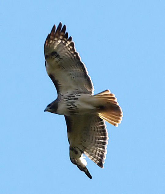 Hawk in flight