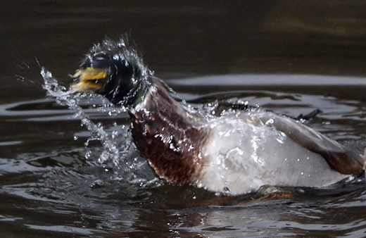 Water off a duck's back