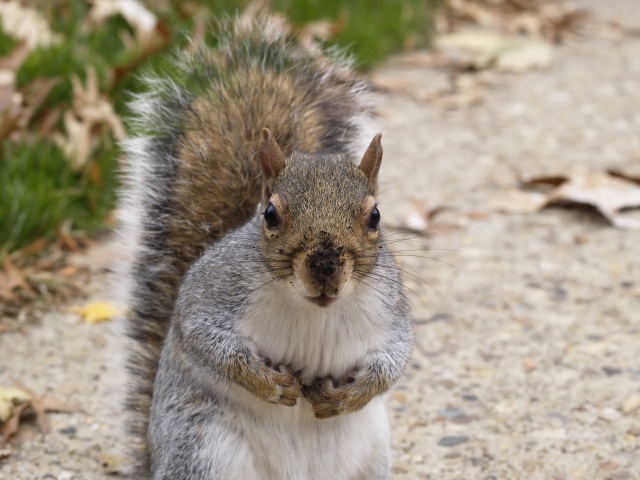 Posing squirrel