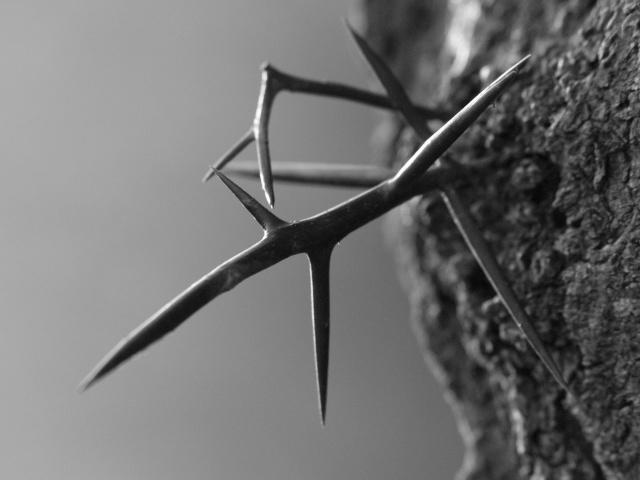 Thorns close-up