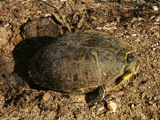 Turtle