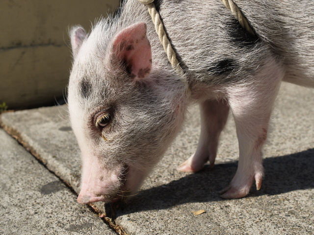 Pet pig