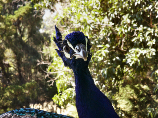 Peacock Face Pictures