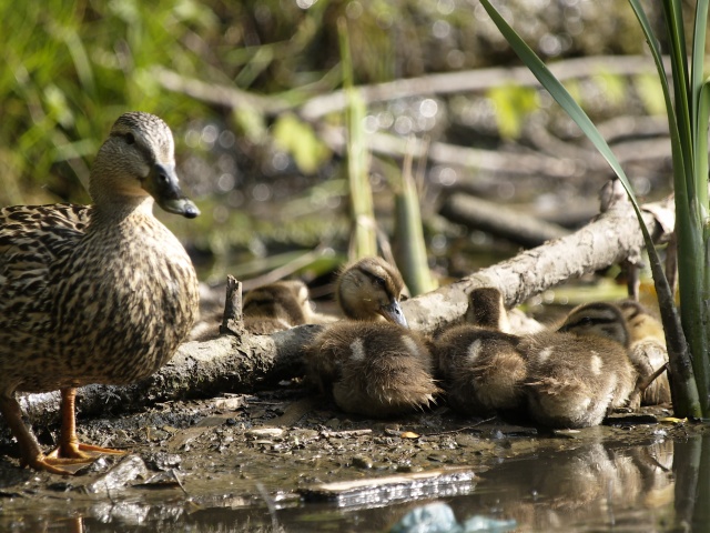 Mother duck and ducklings