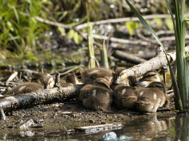 Cozy-looking ducklings