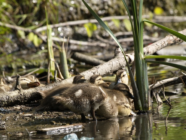 A duckling drinks