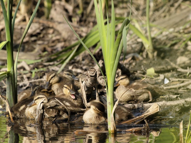 Cluster of ducklings