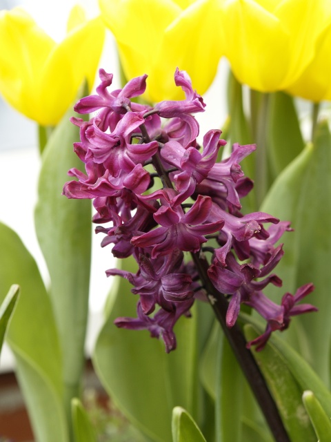 Purple flowers