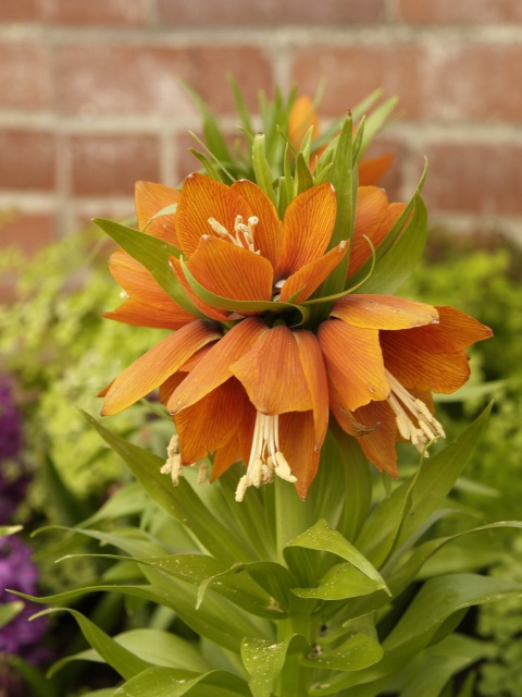 Orange flower