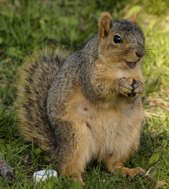 Happy fox squirrel