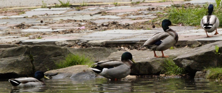 Ducks leaving