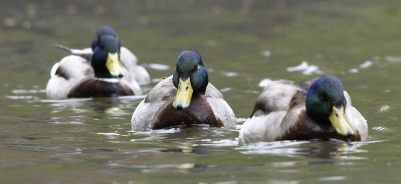 Mallards