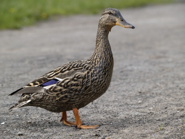 Female mallard