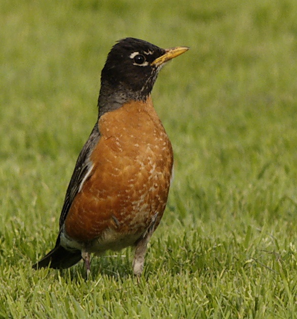 Robin standing