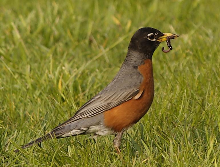 Robin with worm