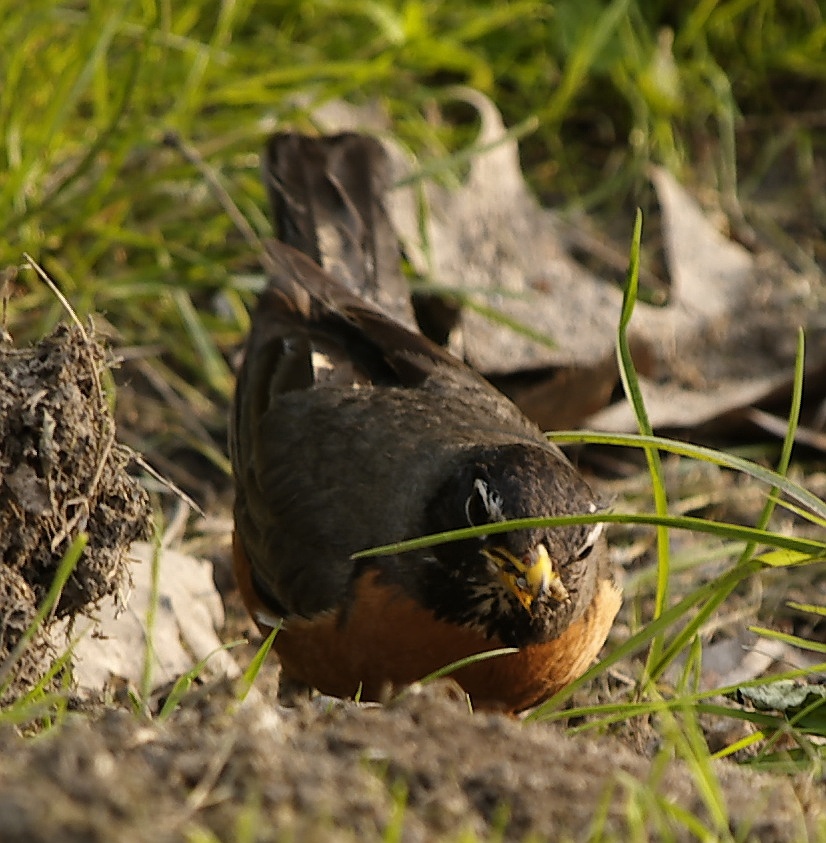 Robin eating