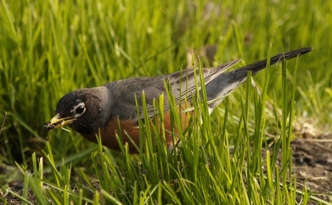 Robin eating