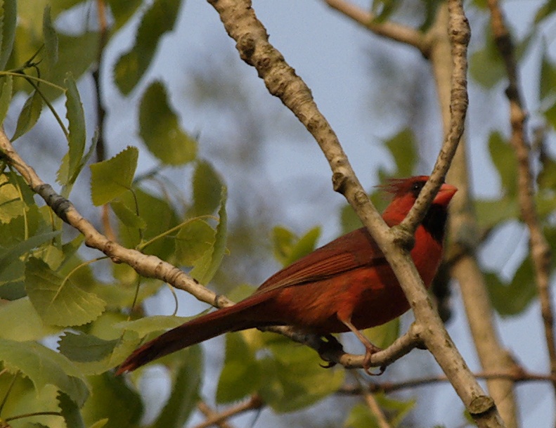 Perching male cardinal