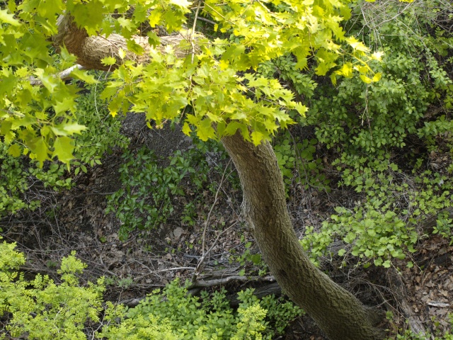 Tree from above