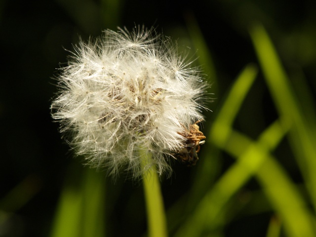 Dandelion