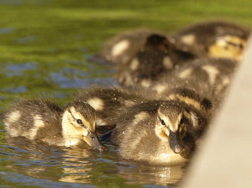 Ducklings