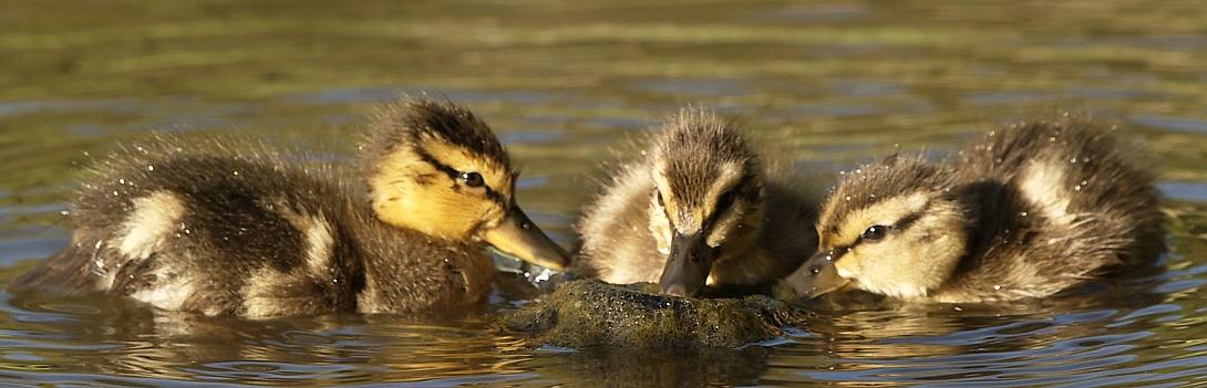 Awww, ducklings