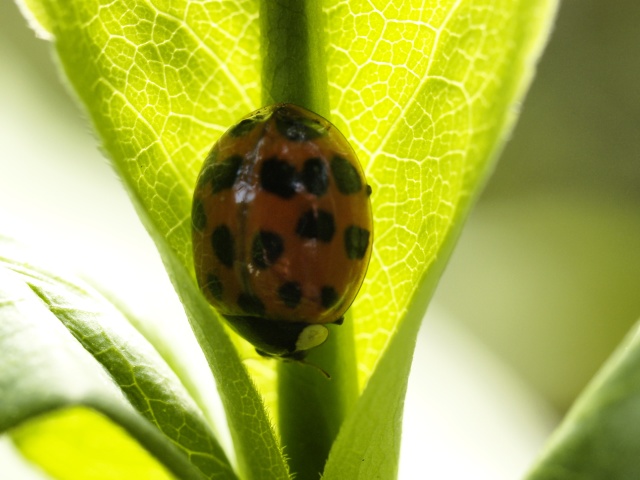 Ladybug