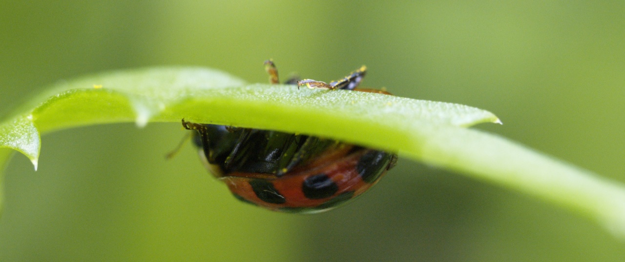 Ladybug upside-down