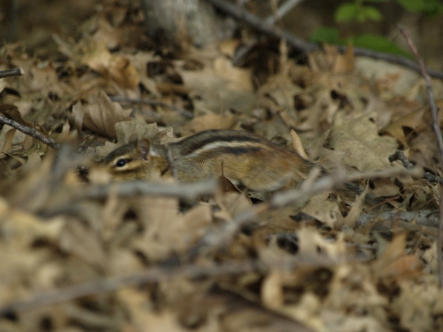 Chipmunk