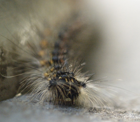 Caterpillar portrait