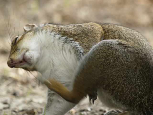 Scratching squirrel