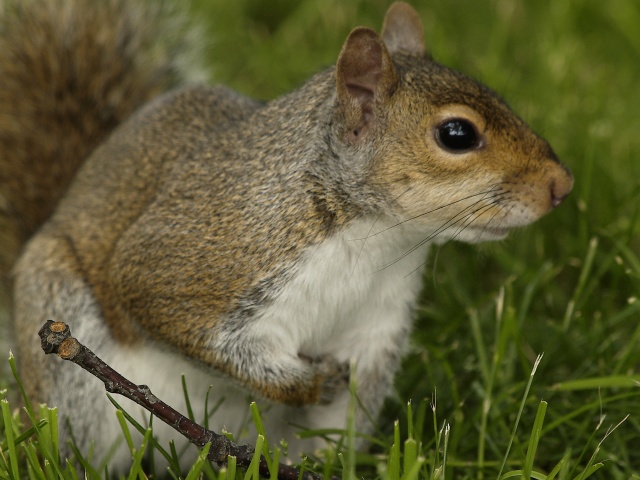 Squirrel