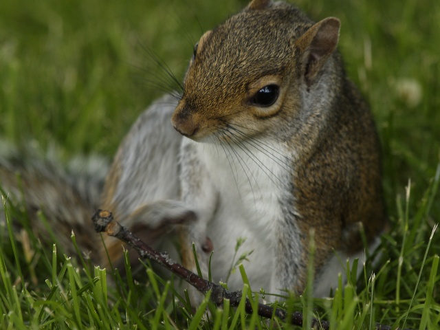 Scratching squirrel