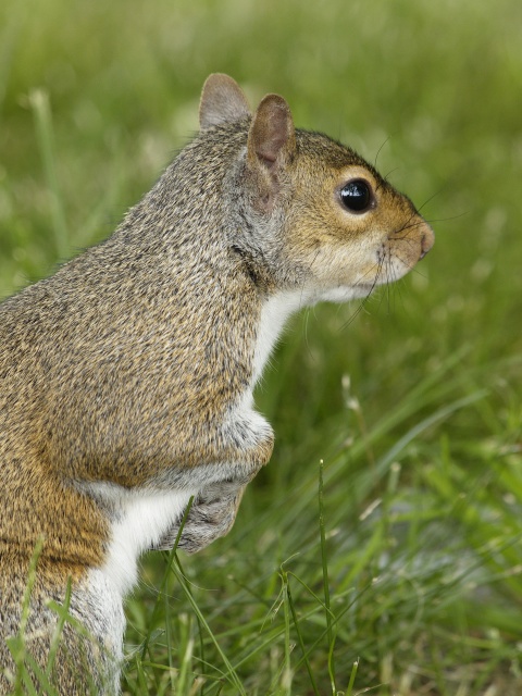 Squirrel looking