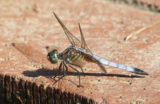 Dragonfly