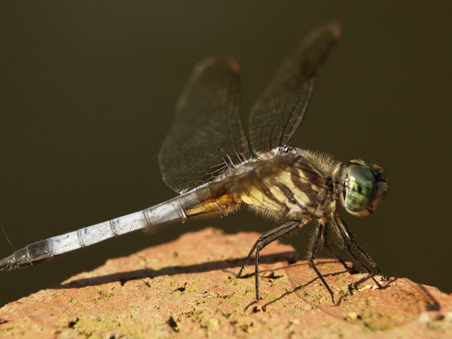 Dragonfly close-up