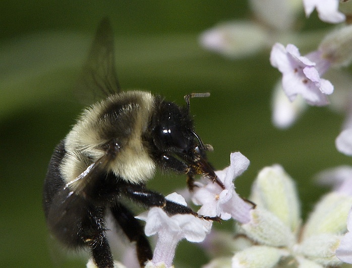 Bumblebee