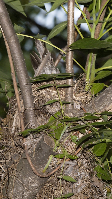 Parent robin in nest